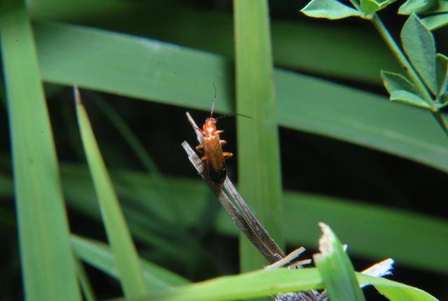 Rhagonycha fulva